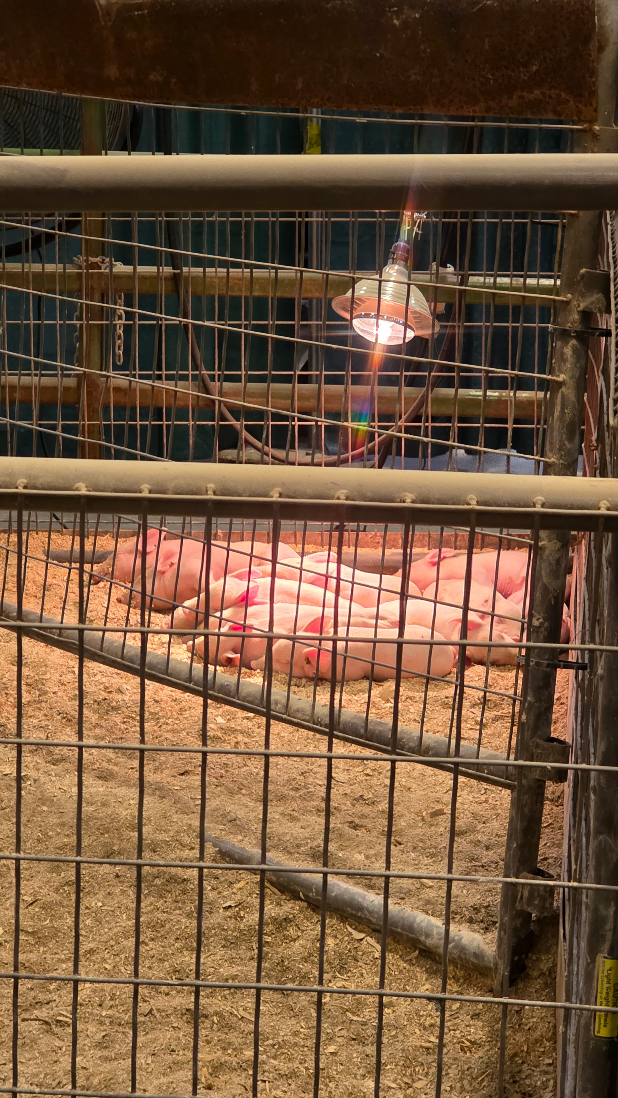 NC State Fair 2026 — pink pig in livestock pen