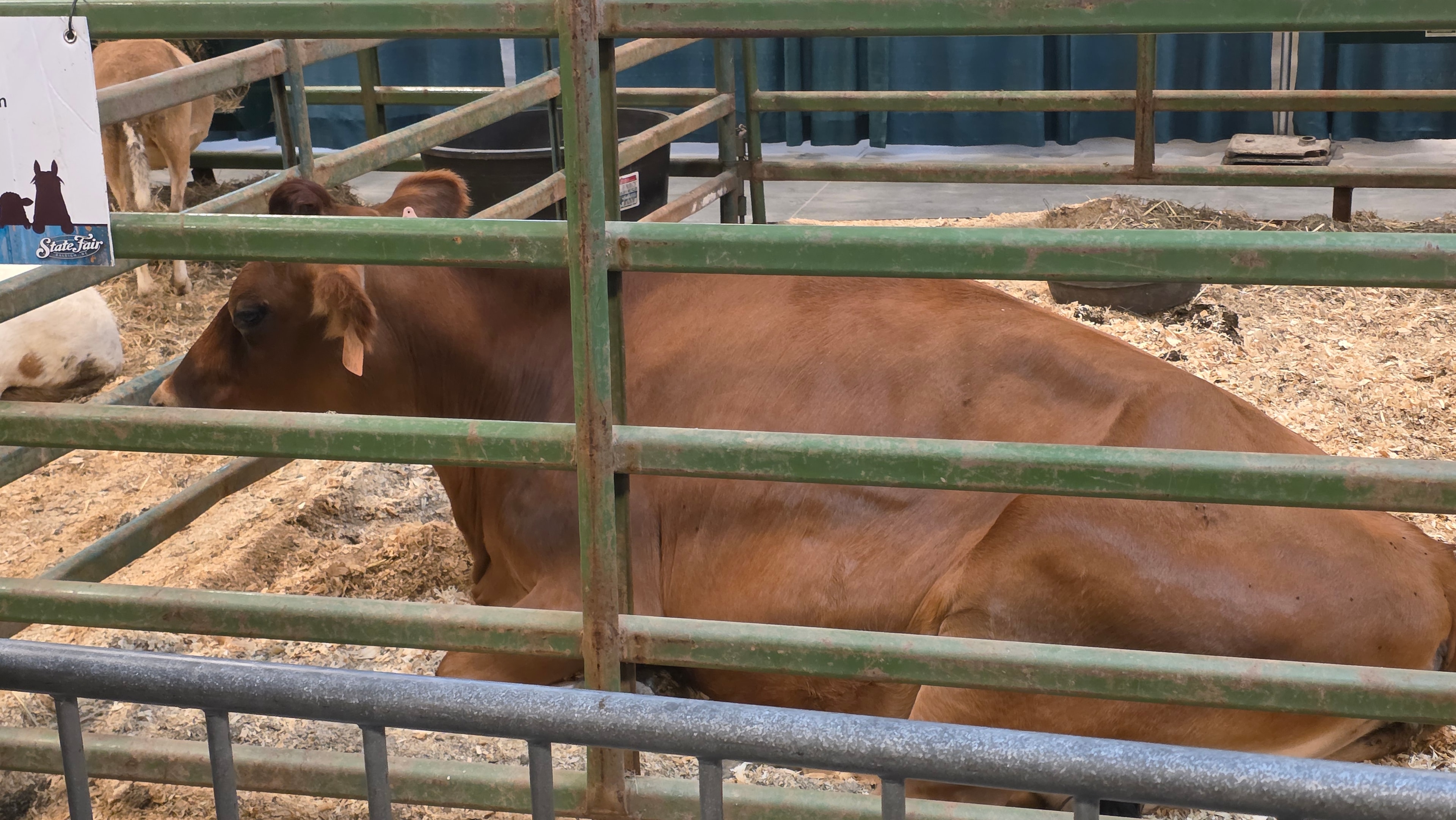 NC State Fair 2026 — brown cow resting in State Fair pen