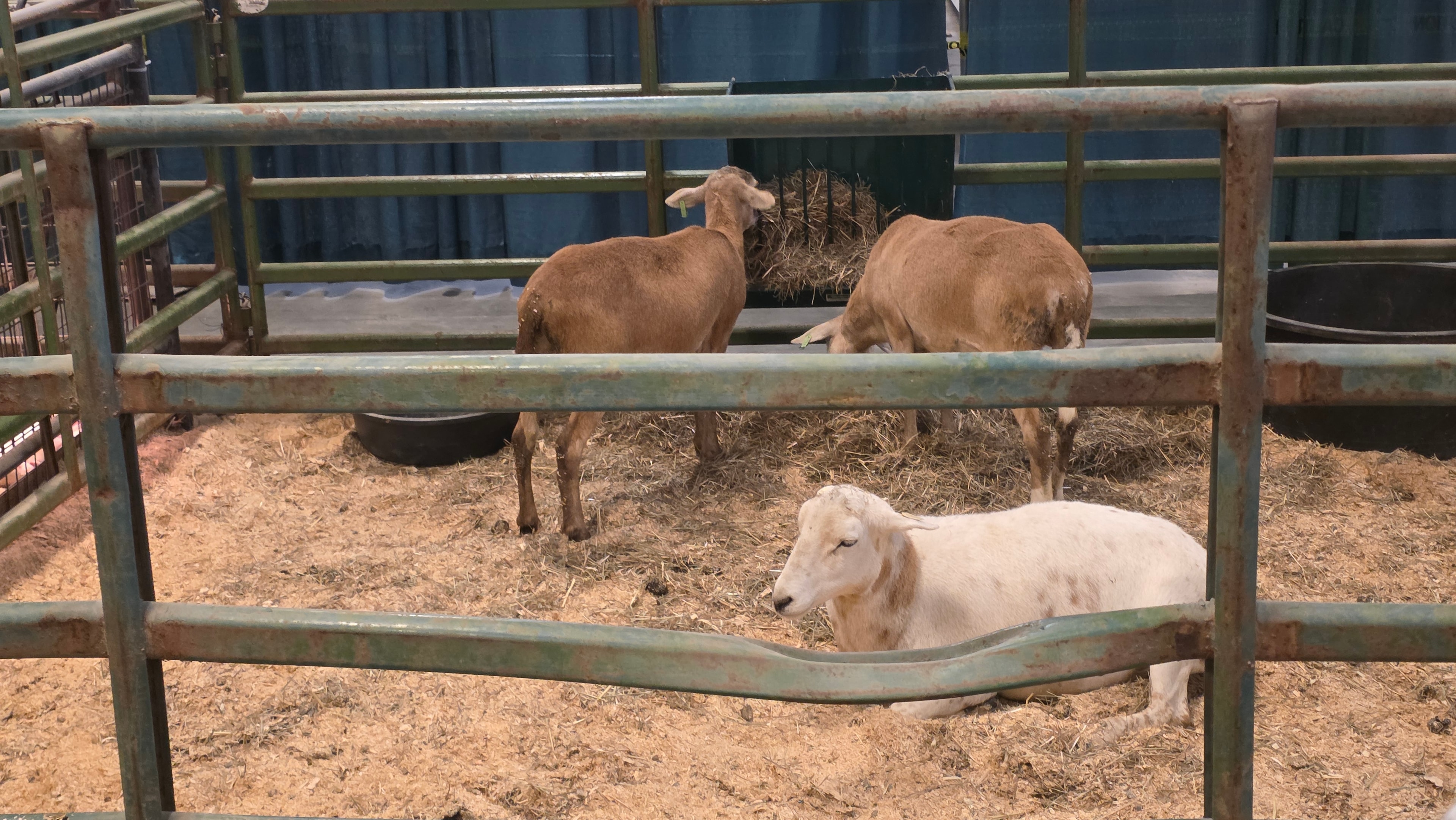 NC State Fair 2026 — sheep in livestock pen
