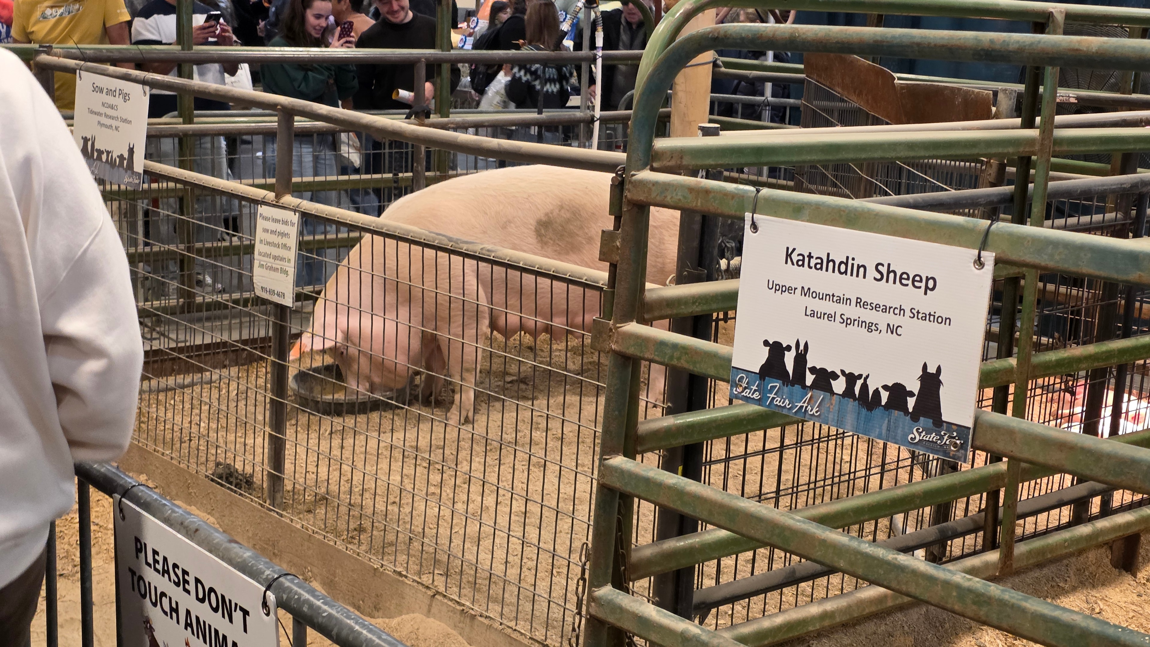 NC State Fair 2026 — Katahdin sheep and sow exhibit