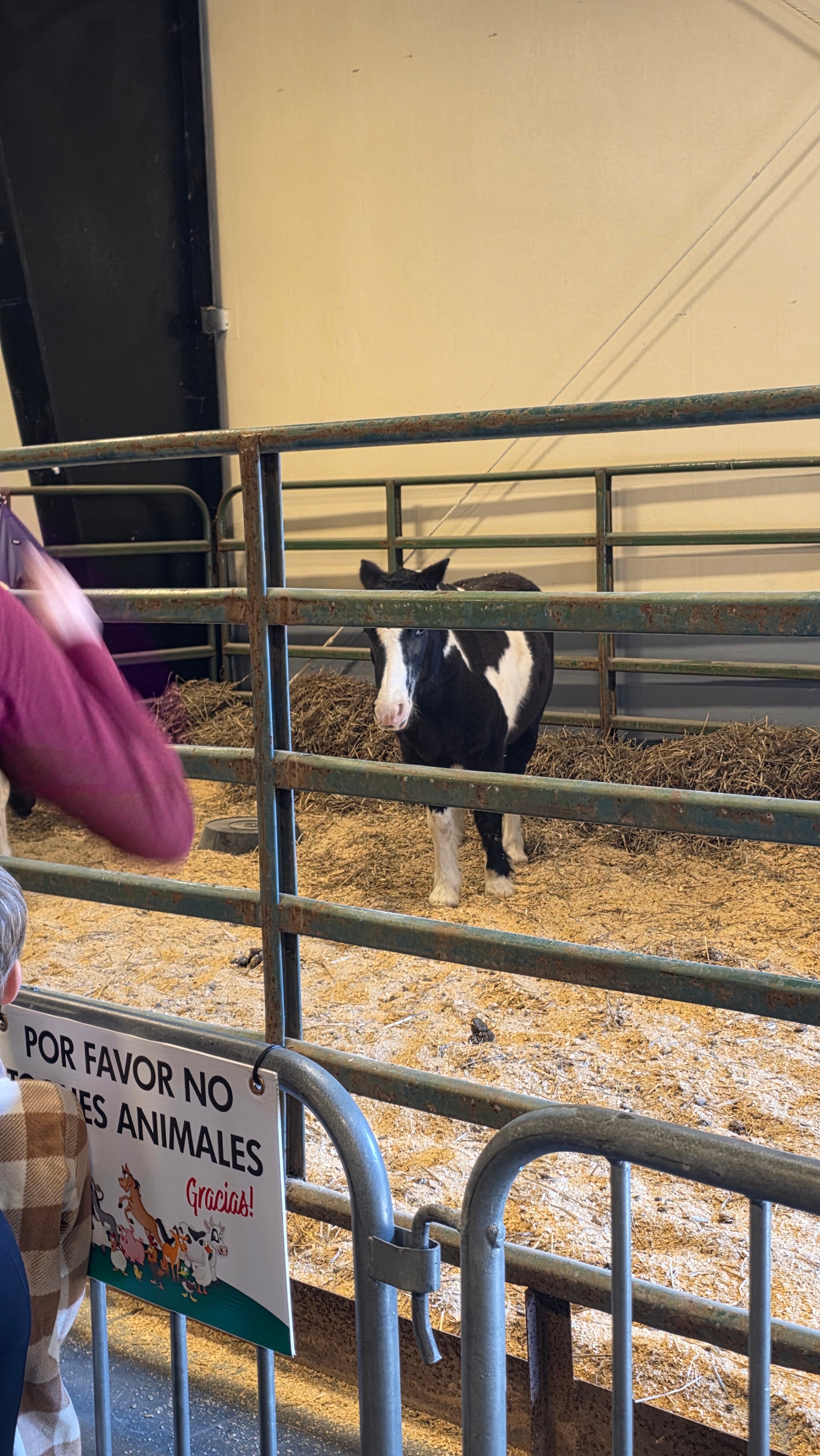 NC State Fair 2026 — giant pumpkins and sweet potatoes exhibit