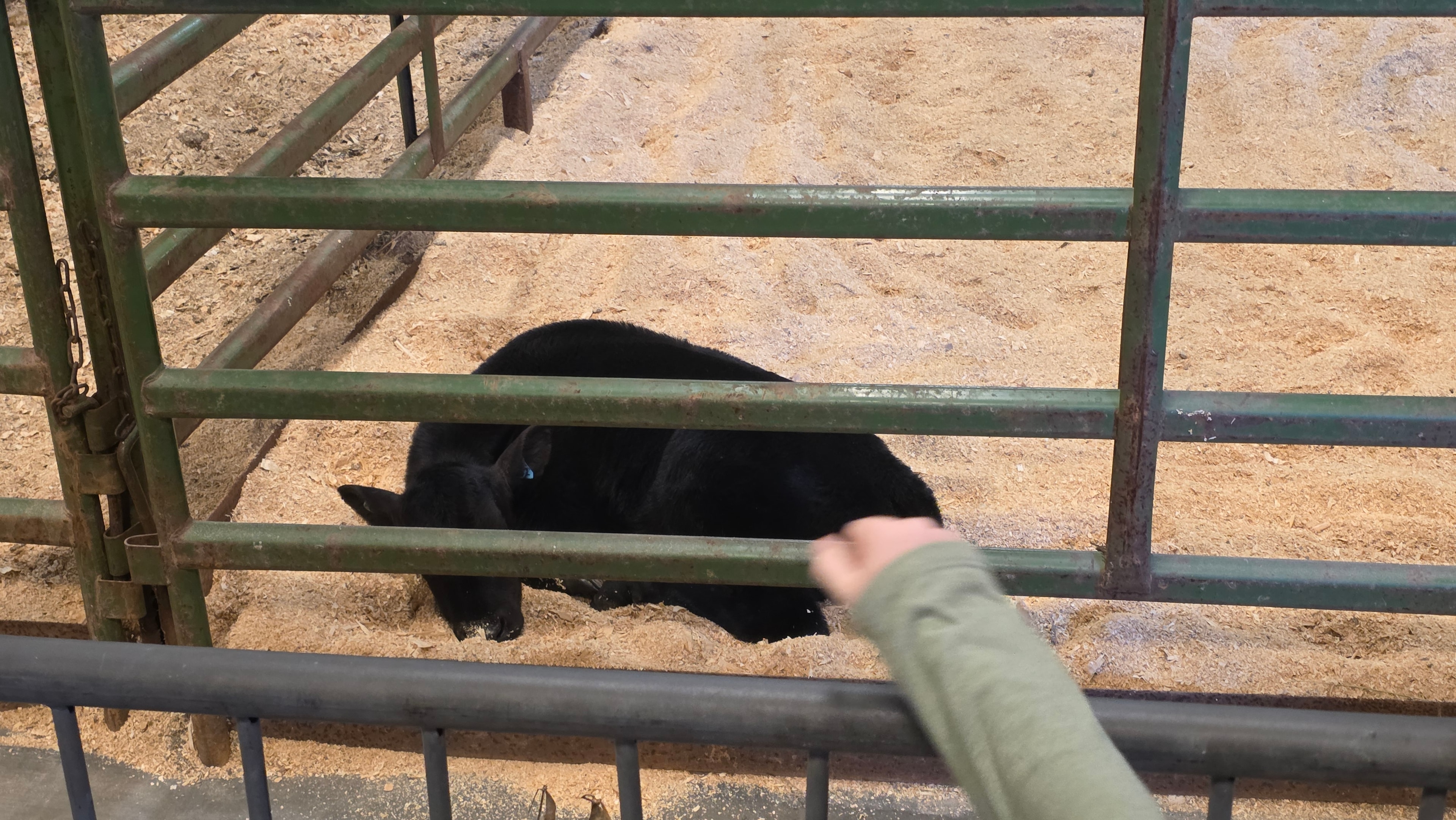 NC State Fair 2026 — baby calf in pen