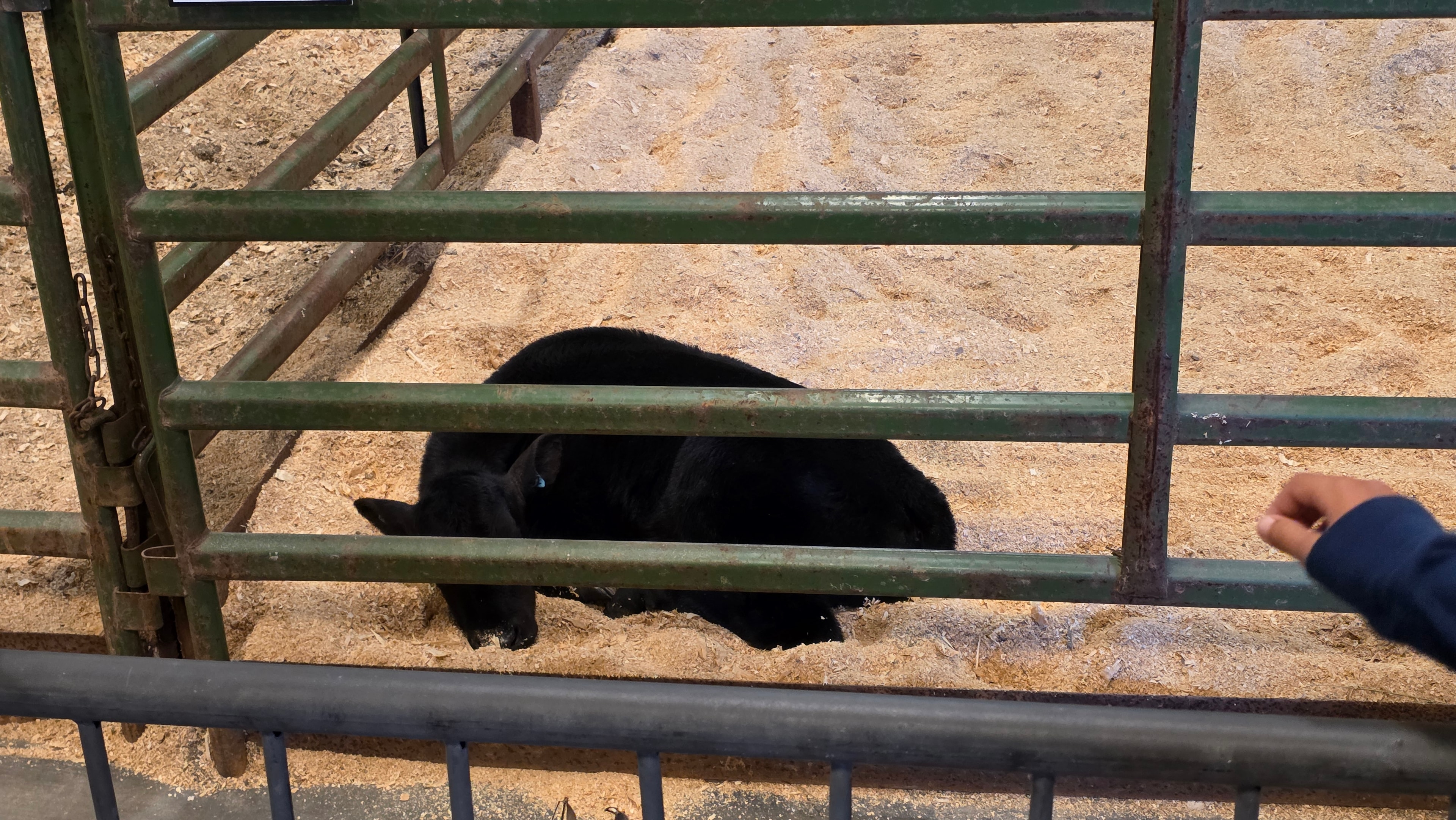 NC State Fair 2026 — black pig in enclosure